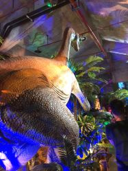 -恐龙探索乐园(磁器口店)