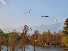 -才村湿地公园