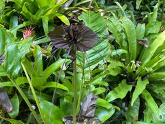 -中国科学院西双版纳热带植物园