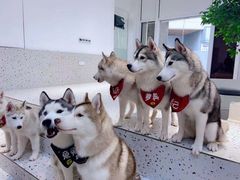 -Husky Go!哈士奇体验馆·宠物咖啡厅狗咖