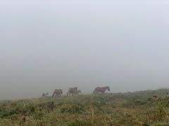 -芦芽山旅游度假区