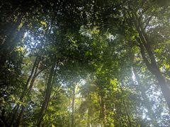 -武吉知马自然保护区