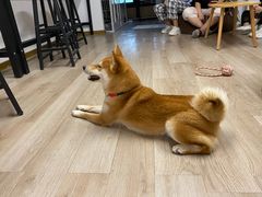 -柴迷FANS CLUB·柴犬狗咖·猫咖