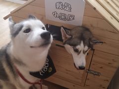 -Husky Go! 哈士奇体验馆·宠物咖啡厅狗咖