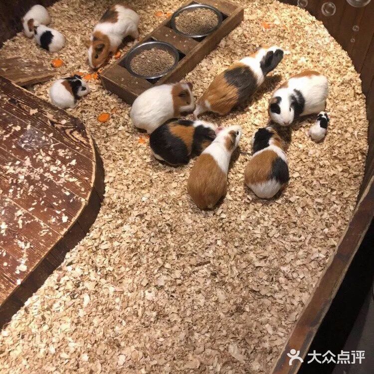 这家新概念动物乐园，儿童节的亲子票超划算！