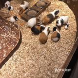 这家新概念动物乐园，儿童节的亲子票超划算！