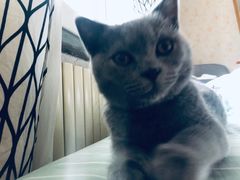 -瑞派福兴宠物医院犬猫全科·骨科·中西医结合(河东店)