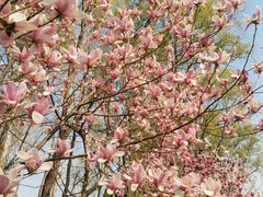 -石家庄市植物园