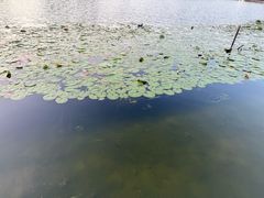 -新江湾城公园