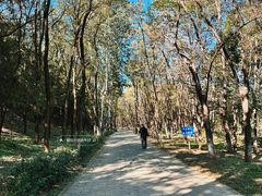 -云岗森林公园