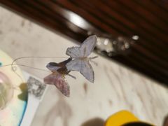 -麦雪尔甜品·生日蛋糕(新街口旗舰店)