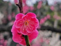 -梅花山(明孝陵内)