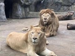 -合肥野生动物园