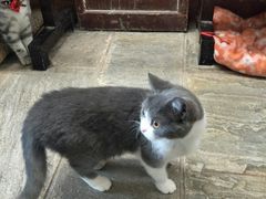 -猫咪博物馆(顶澳仔猫街店)