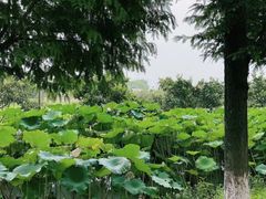 -乌村