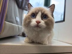 -瑞派·关忠动物医院·猫专科·犬专科(三环新城店)
