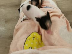 -浣熊柯尔鸭土拨鼠·电玩咖