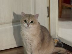 -金悦•梦华录(金融街购物中心店)