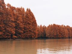 -上海海湾国家森林公园