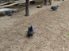 -秦皇岛野生动物园
