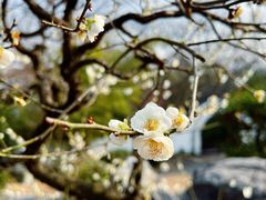 -杭州植物园
