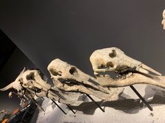 -一斗火锅·招财羊毛肚(北温泉九号店)