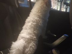 -汪说喵讲宠物乐园宠物酒店(红星美凯龙店)