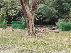 -广州长隆野生动物世界