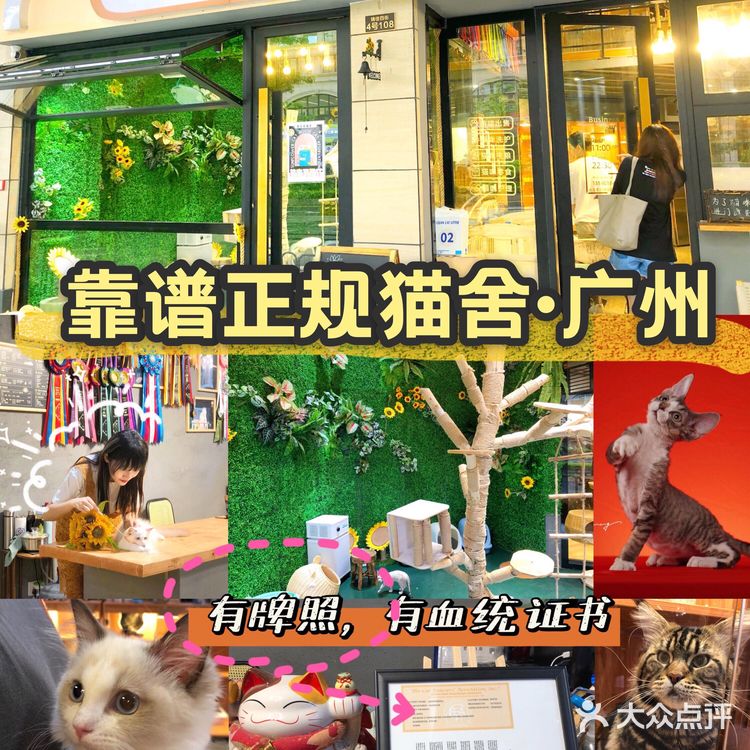 广州猫舍 | 专做德文缅因布偶的正规良心猫舍🐱