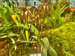 -国家植物园南园