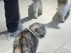 -怪兽屋·羊驼·猫咖·狗咖(俊华广场店)