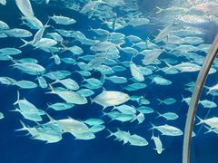 -上海海洋水族馆