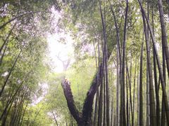 -西湖风景区十里琅珰-五云山