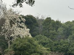 -杭州植物园