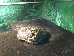 -上海大自然野生昆虫馆(东方明珠·爬宠昆虫探索中心)