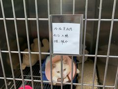 -安安宠医宠物医院·异宠·犬猫内科(岳阳分院)