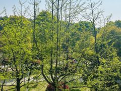 -铁山坪森林公园