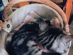 -海边的猫和咖啡馆