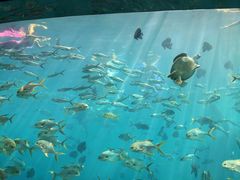 -瑞德姆美人鱼海底演艺主题餐厅(亚龙湾店)