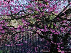 -杭州植物园