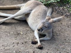 -可伦宾野生动物保护区