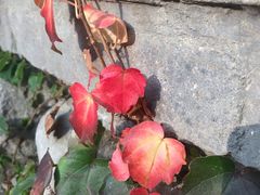 -老张烤羊(王哥庄店)