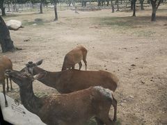 -西安秦岭野生动物园