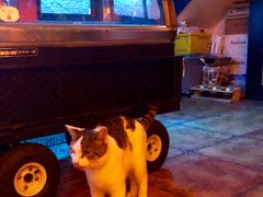 -Sirena海妖日咖夜酒