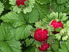 -黑龙江省森林植物园