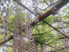 -嘉定紫藤园