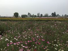 -曲江薰衣草庄园