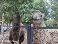 -长白岛森林公园