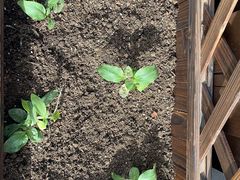 -蓝莓果幼儿园(通州梨园店)