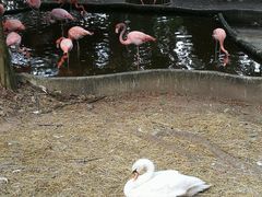 -清迈夜间动物园